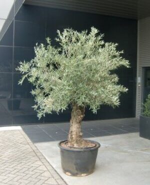 resizer_interface (12)